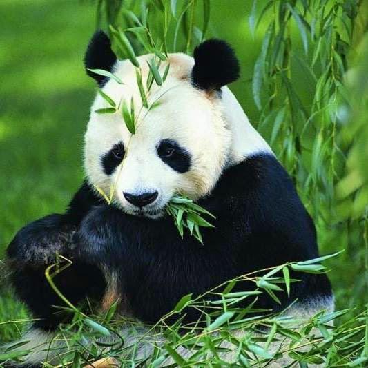 Panda Garden